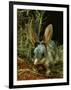 Bilby, Rabbit-Eared Bandicoot Central Australian Desert-null-Framed Photographic Print