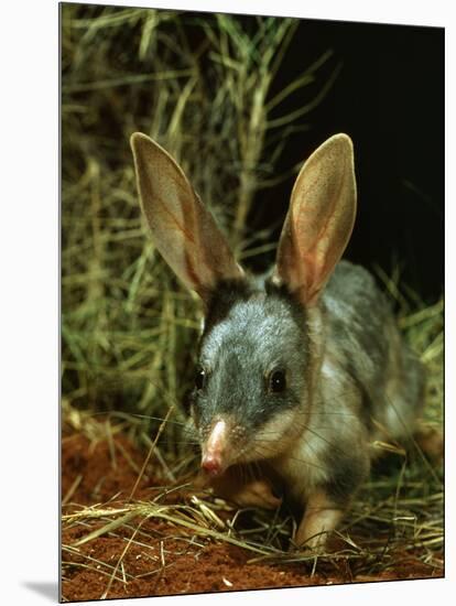 Bilby, Rabbit-Eared Bandicoot Central Australian Desert-null-Mounted Photographic Print