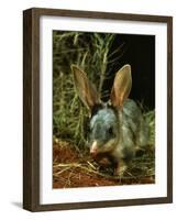 Bilby, Rabbit-Eared Bandicoot Central Australian Desert-null-Framed Photographic Print