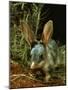 Bilby, Rabbit-Eared Bandicoot Central Australian Desert-null-Mounted Photographic Print