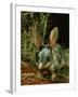 Bilby, Rabbit-Eared Bandicoot Central Australian Desert-null-Framed Photographic Print