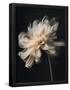 Essential Black