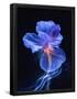 Essential Black
