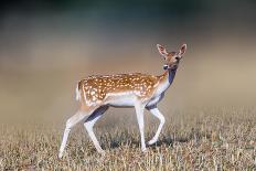 Beautiful Deer Portrait.-Bill Anastasiou-Photographic Print