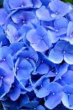 Blue Hydrangea Flower Close-Up-Bill C-Photographic Print