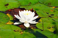 White Water Lily Surrounded by Lily Pads-Bill C-Photographic Print