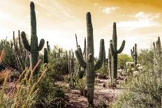Cactus Field Under Golden Skies-Bill Carson Photography-Art Print