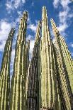 Cactus Field Under Golden Skies-Bill Carson Photography-Art Print