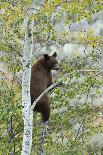 American Black Bear (Ursus americanus) cinnamon form, adult, Grand Teton-Bill Coster-Photographic Print