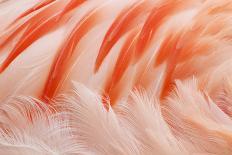 Chilean Flamingo (Phoenicopterus chilensis) adult, Durrell Wildlife Park (Jersey Zoo)-Bill Coster-Photographic Print
