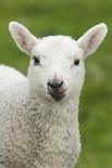 Domestic Sheep, lamb, close-up of head, with tongue out-Bill Coster-Photographic Print