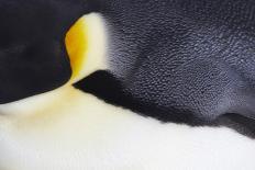 King Penguin (Aptenodytes patagonicus) adult, close-up of neck, Salisbury Plain, South Georgia-Bill Coster-Photographic Print