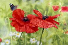 Poppies And Butterfly-Bill Makinson-Giclee Print