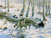 Blue Wolf-Bill Makinson-Mounted Giclee Print