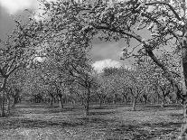 Apple Orchard-Bill Meadows-Photographic Print