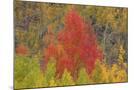 Wood Mount