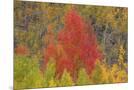 Wood Mount