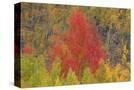 Stretched Canvas