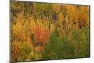 Wood Mount