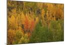 Wood Mount