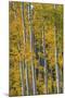 Wood Mount