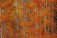 Colorful Aspen Forest-Bill Sherrell-Photographic Print