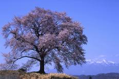 Wanizuka Cherry, Yamanashi Prefecture, Japan. Japan Alps-Bill Tingey-Stretched Canvas