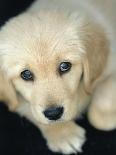 Golden Retriever Puppy-Bill Varie-Photographic Print
