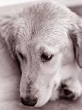 Polar Bears Looking at Each Other-Bill Varie-Photographic Print