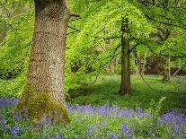 Bluebells, Riffa Wood, Near Harrogate, Yorkshire, England, United Kingdom, Europe-Bill Ward-Photographic Print