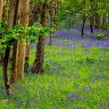 Bluebells, Riffa Wood, Near Harrogate, Yorkshire, England, United Kingdom, Europe-Bill Ward-Photographic Print