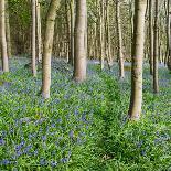 Bluebells, Riffa Wood, Near Harrogate, Yorkshire, England, United Kingdom, Europe-Bill Ward-Photographic Print