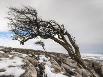Twistleton Scar End in Snow, Ingleton, Yorkshire Dales, Yorkshire, England, United Kingdom, Europe-Bill Ward-Photographic Print
