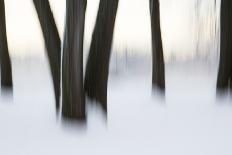 Canada, Ottawa, Ottawa River. Abstract of Tree Trunks in Snow-Bill Young-Photographic Print
