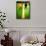 Billiard Balls-Steve Allsopp-Framed Stretched Canvas displayed on a wall