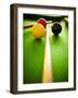 Billiard Balls-Steve Allsopp-Framed Premium Photographic Print