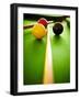 Billiard Balls-Steve Allsopp-Framed Premium Photographic Print