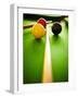 Billiard Balls-Steve Allsopp-Framed Premium Photographic Print