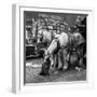 Billingsgate Fish Market 1954-Bela Zola-Framed Photographic Print