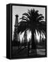 Billowing Palm Tree Gracing the Stark Structures of Towering Oil Rigs-Alfred Eisenstaedt-Framed Stretched Canvas