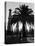 Billowing Palm Tree Gracing the Stark Structures of Towering Oil Rigs-Alfred Eisenstaedt-Stretched Canvas