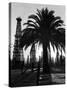 Billowing Palm Tree Gracing the Stark Structures of Towering Oil Rigs-Alfred Eisenstaedt-Stretched Canvas