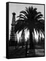 Billowing Palm Tree Gracing the Stark Structures of Towering Oil Rigs-Alfred Eisenstaedt-Framed Stretched Canvas