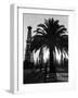 Billowing Palm Tree Gracing the Stark Structures of Towering Oil Rigs-Alfred Eisenstaedt-Framed Photographic Print