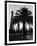 Billowing Palm Tree Gracing the Stark Structures of Towering Oil Rigs-Alfred Eisenstaedt-Framed Photographic Print