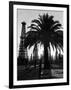 Billowing Palm Tree Gracing the Stark Structures of Towering Oil Rigs-Alfred Eisenstaedt-Framed Photographic Print