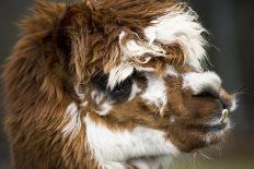 Calico Llama Alpaca Face close Up-BILLPERRY-Photographic Print