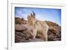 Billy Goat Scruff-Darren White Photography-Framed Photographic Print