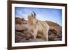 Billy Goat Scruff-Darren White Photography-Framed Photographic Print