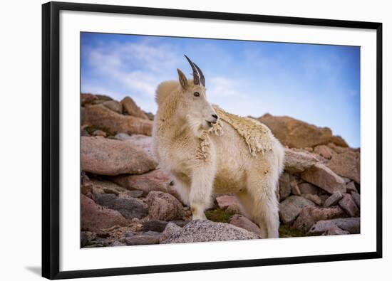 Billy Goat Scruff-Darren White Photography-Framed Photographic Print